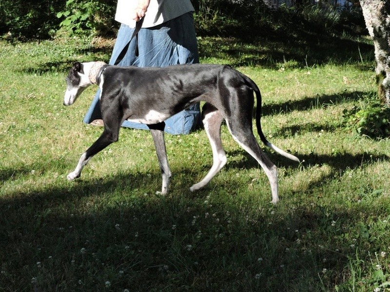 Careta grande galga noire et blanche, bientôt 6 ans.Scooby France  Adoptée  - Page 4 Dscn4514