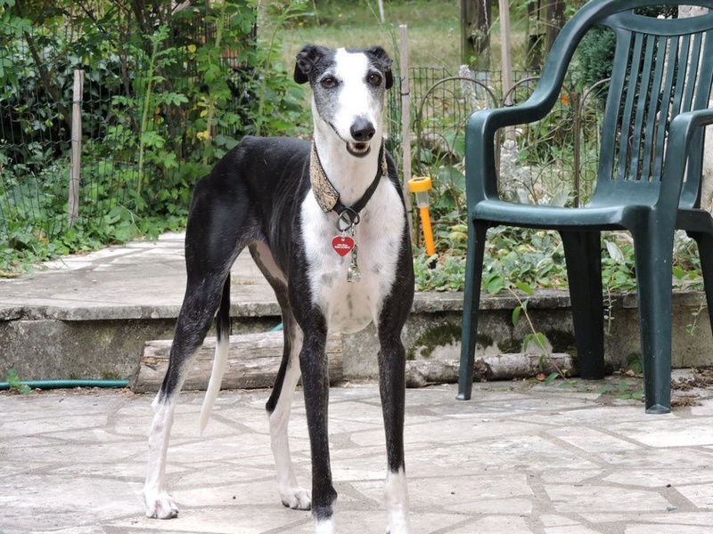 Careta grande galga noire et blanche, bientôt 6 ans.Scooby France  Adoptée  - Page 4 Dscn4614