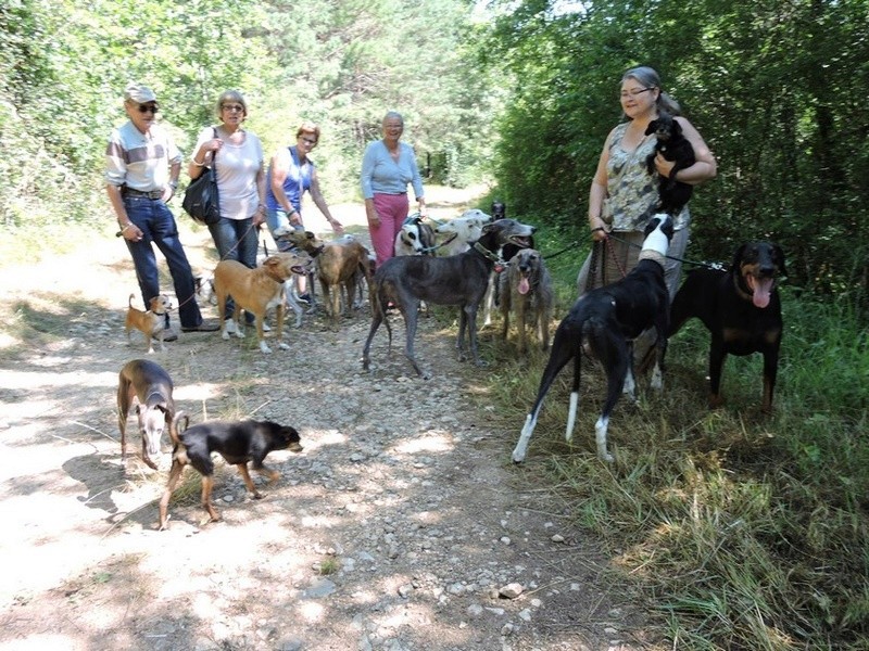 Careta grande galga noire et blanche, bientôt 6 ans.Scooby France  Adoptée  - Page 4 Dscn4712