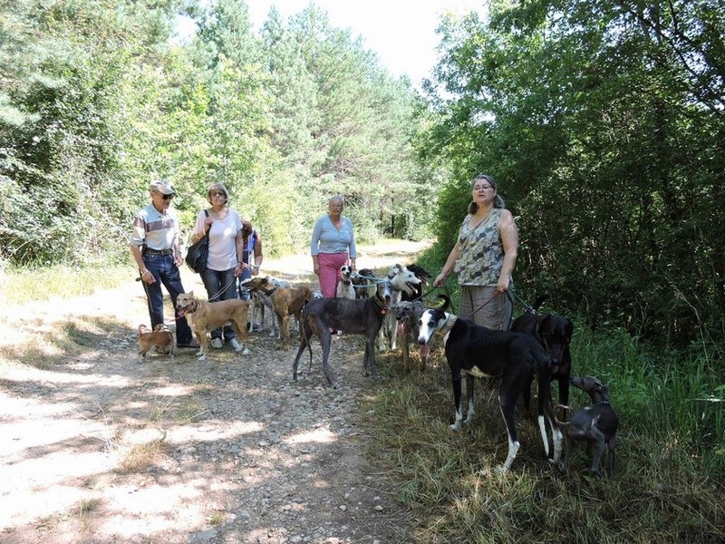 Careta grande galga noire et blanche, bientôt 6 ans.Scooby France  Adoptée  - Page 4 Dscn4713