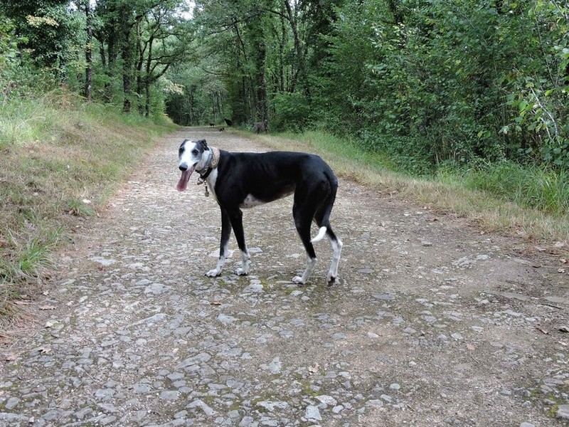 Careta grande galga noire et blanche, bientôt 6 ans.Scooby France  Adoptée  - Page 5 Dscn4814