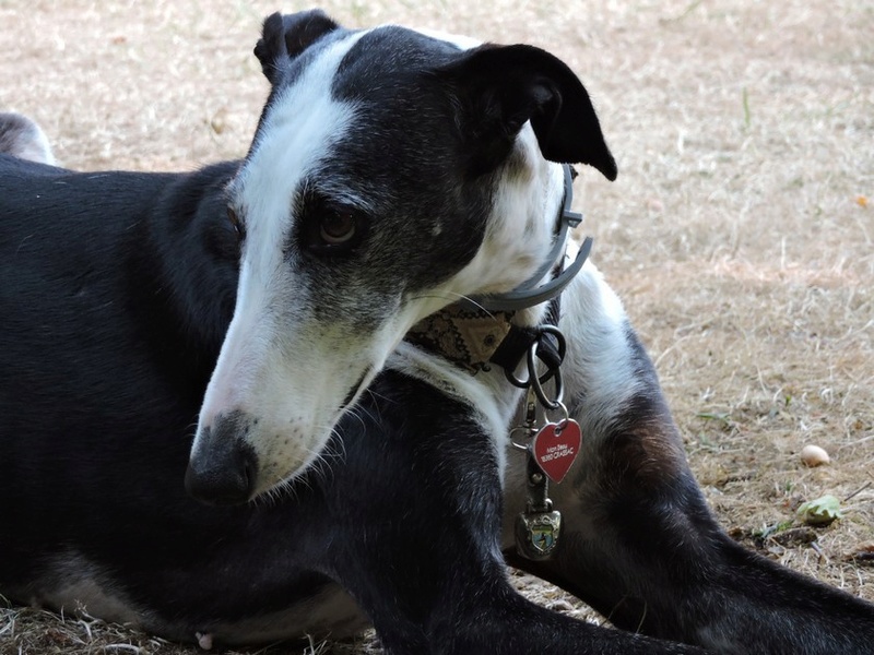 Careta grande galga noire et blanche, bientôt 6 ans.Scooby France  Adoptée  - Page 5 Dscn4819