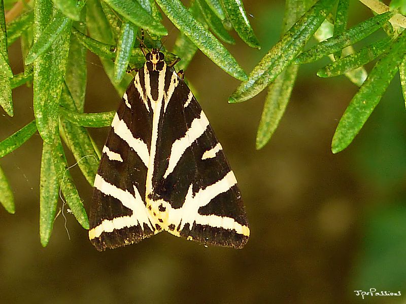 Papillons P1190415