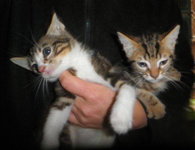Chase et Rocky adorable chatons 13339710