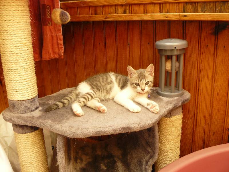 Inox - chaton mâle né le 22 avril 2013 (adopté par valérie) P1060210
