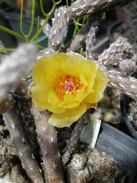 Seconde vague de floraison chez les cactus fin juin Pteroc10