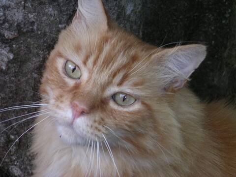 Trouve Chat Roux Poil Mi Long Lardenne Aout 10