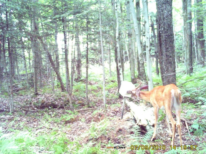 ça c'est de beaux bucks!!! Chevre13