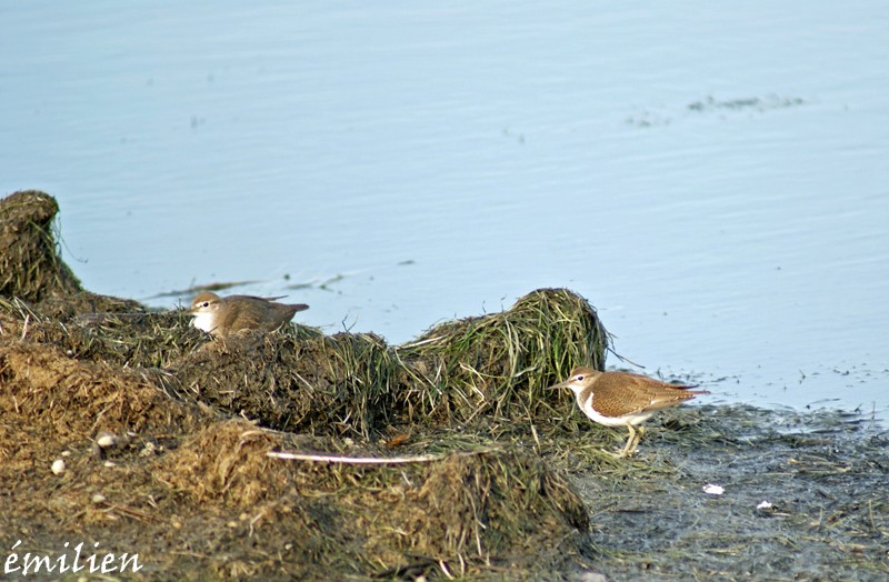 Chevalier guignette (Actilis hypoleucos) 210