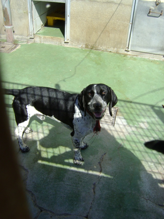 MAX, croisé beagle mâle, 2 ans (59) Dsc08614