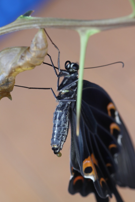 Papilio protenor Img_9515