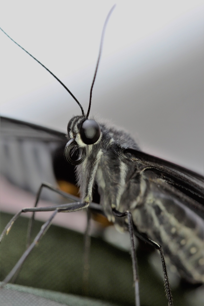 Papilio protenor Img_9610