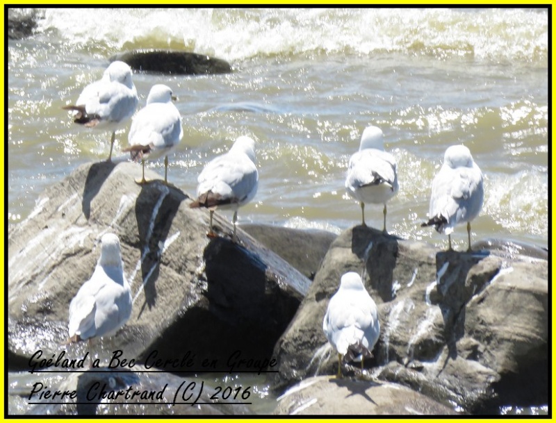 Photos D'oiseaux lors d'une ride Goylan13