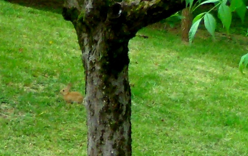 Les petits lapins sont là 159