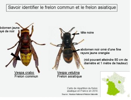 Frelons asiatiques, (vespa velutina) Frelon10