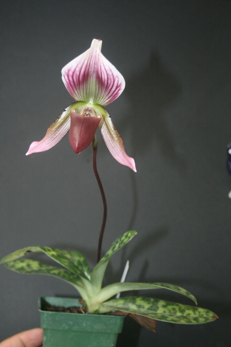 Paphiopedilum callosum Img_5311