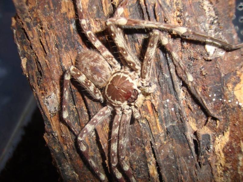  Sparassidae sp Indonésie 510