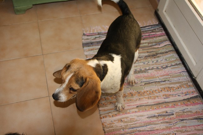 PEPETTE, beagle femelle, 2 ans (46) Img_7110