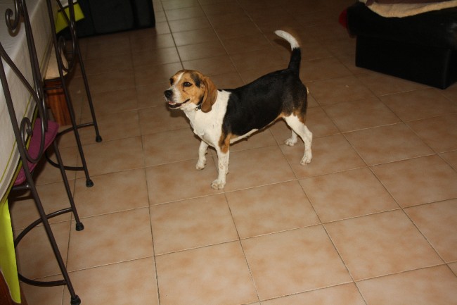 PEPETTE, beagle femelle, 2 ans (46) Img_7113