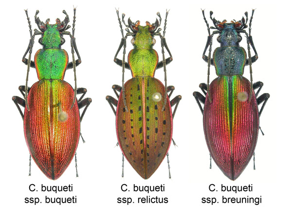 Ceroglossus ochsenii ochsenii, Chili Buquet10