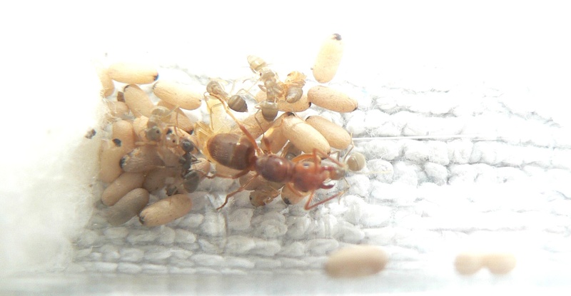 Lasius sp. à fondation dépendante de québec ---Lylo P1210911