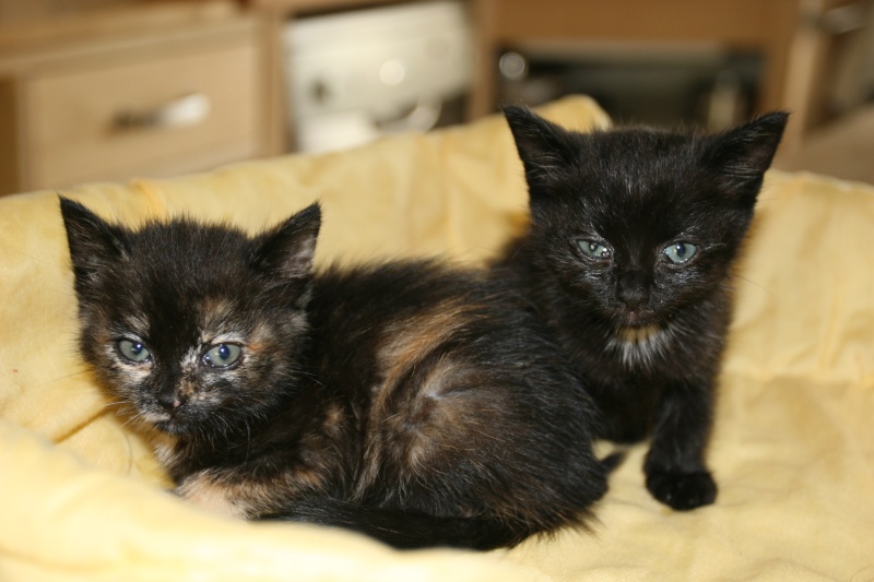 Deux chatons Img_3410
