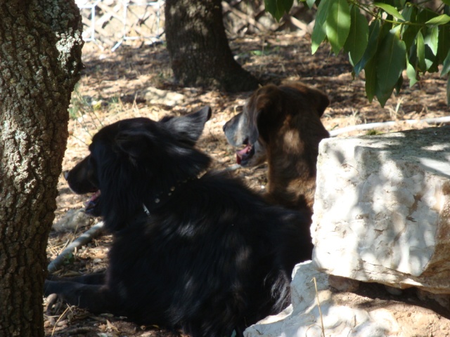 Clochette, 16 ans et toutes ses dents!!!! Dsc03312