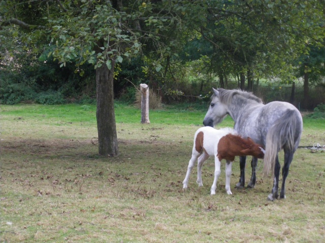 ponette sauvée de chez l'engraisseur + 1 ( dans le ventre) - Page 3 Imgp0239