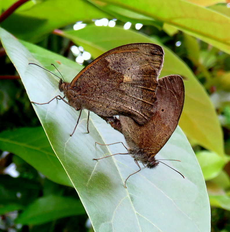 bestioles 2016 00610