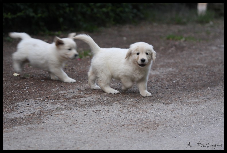 Des chiots Golden pour bientot ! - Page 4 Img_4616