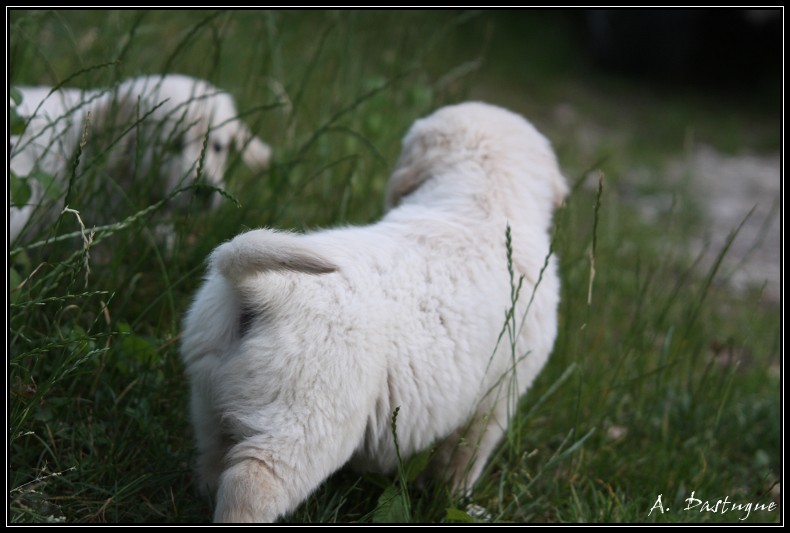 Des chiots Golden pour bientot ! - Page 4 Img_4617