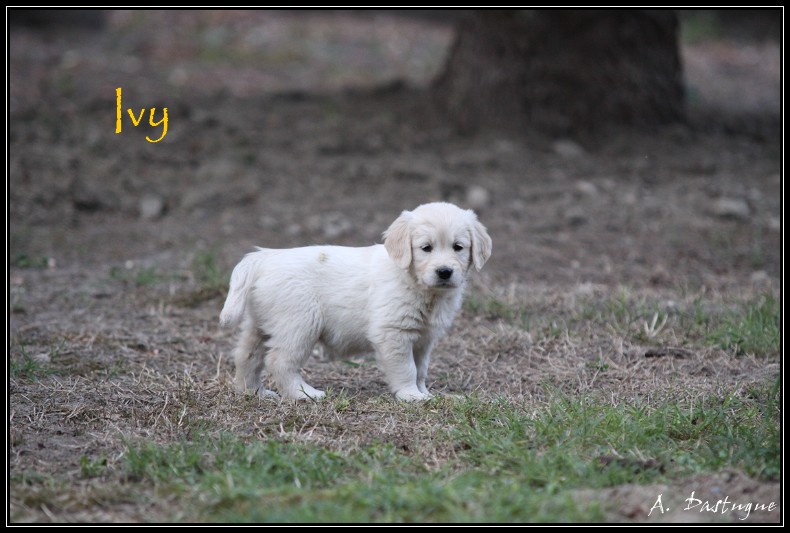 Des chiots Golden pour bientot ! - Page 4 Img_4622