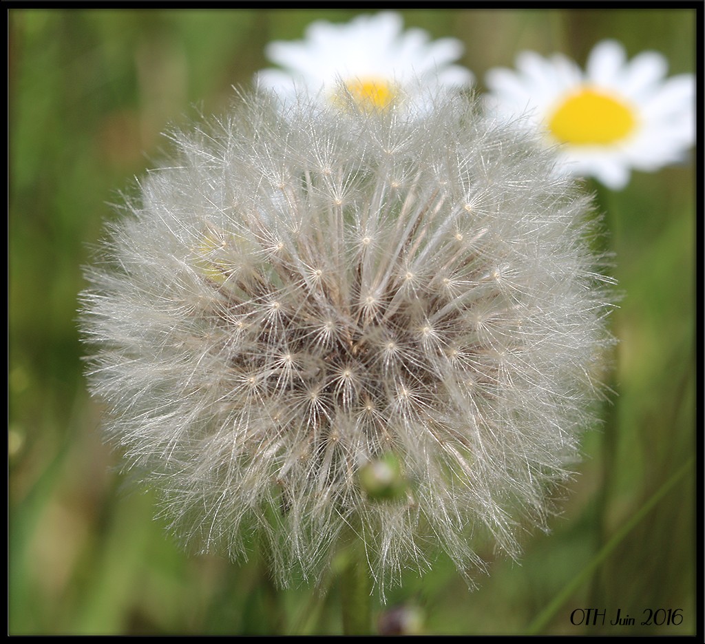 Canon 100mm f2.8 USM, mes 1er essais macro. Img_9013