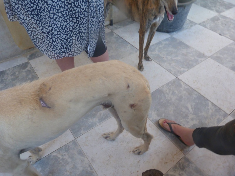 CANELITO, galgo beige, 2 ans  Adopté  Carnel11