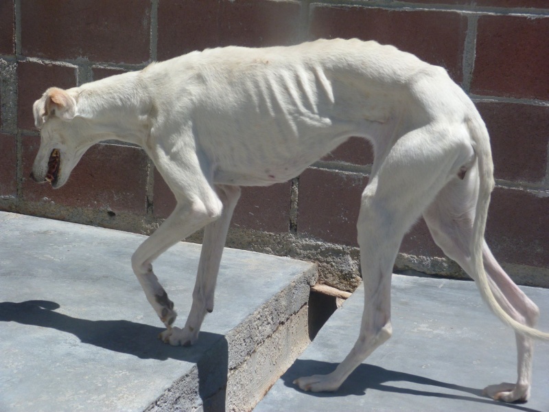 Chiqui –10 ans – Adoption URGENTE Adoptée Chiqui10