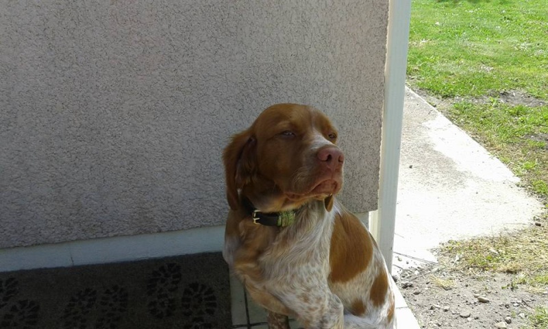 Lasco Epagneuil de 6 mois "Scooby France " Adopté Lasco_13
