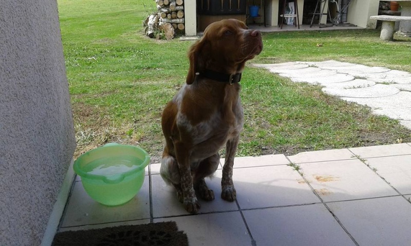 Lasco Epagneuil de 6 mois "Scooby France " Adopté Lasco_15