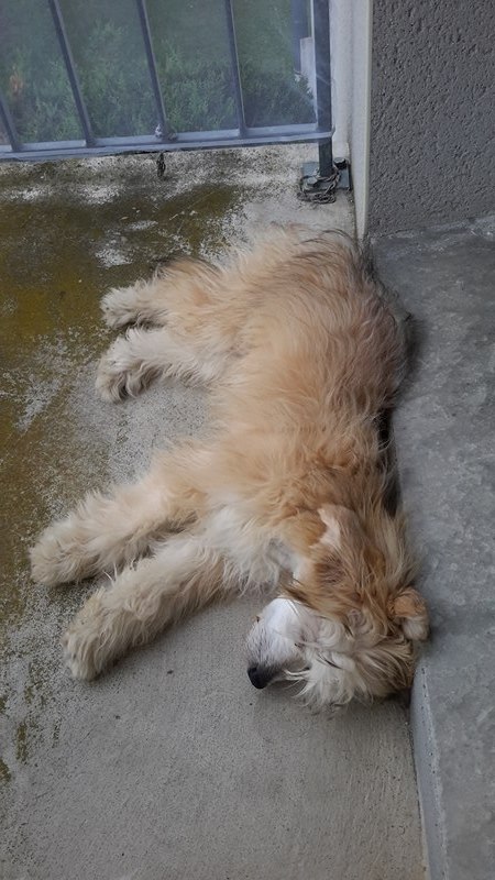 MANI petit chien chinois à houpette de 4 mois  Adopté - Page 2 Mani_g10