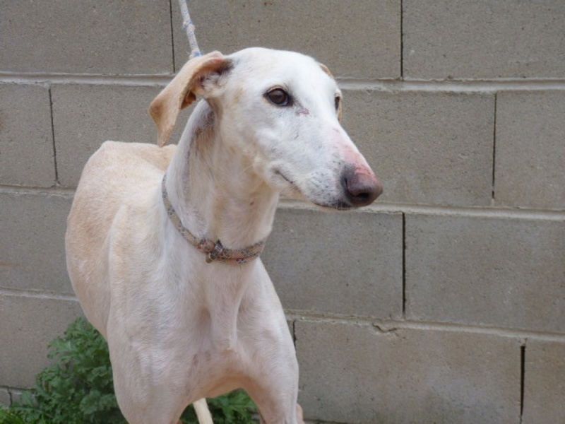 Suli galga creme Scooby Franceà l'adoption Adoptée Suli_110