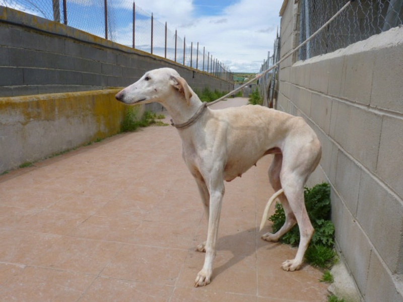 Suli galga creme Scooby Franceà l'adoption Adoptée Suli_410