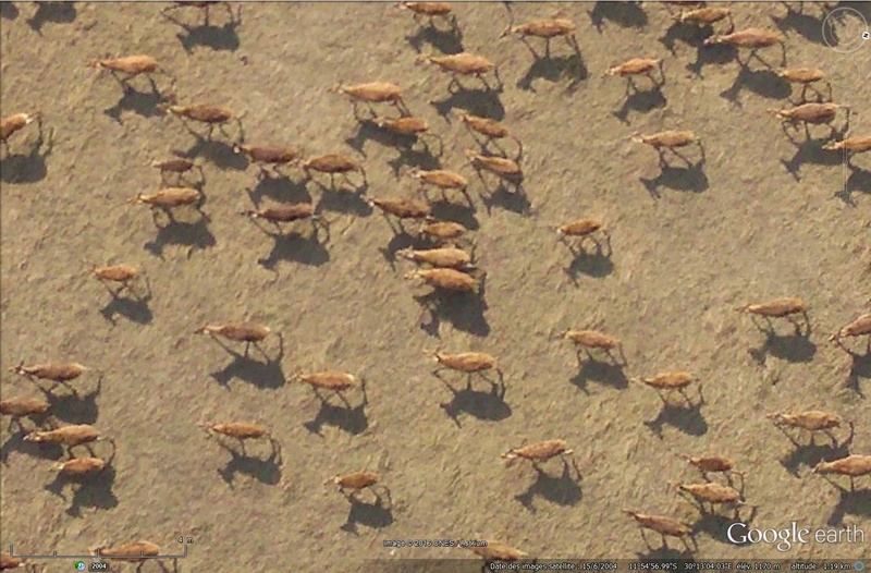 Gazelles (enfin je ne suis pas sûr) - Zambie [National geographic Magazine] Sans_103