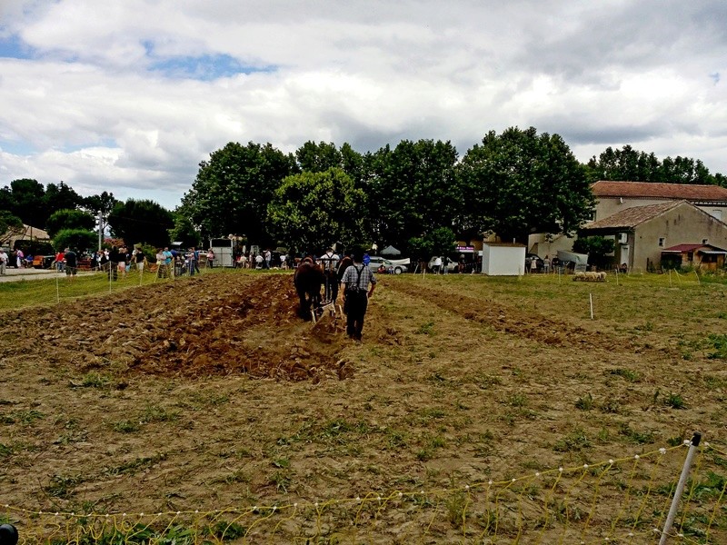 30 St THEODORIT Fête de l'Agriculture 18 et 19 Juin 2016 - Page 2 Jp_03310