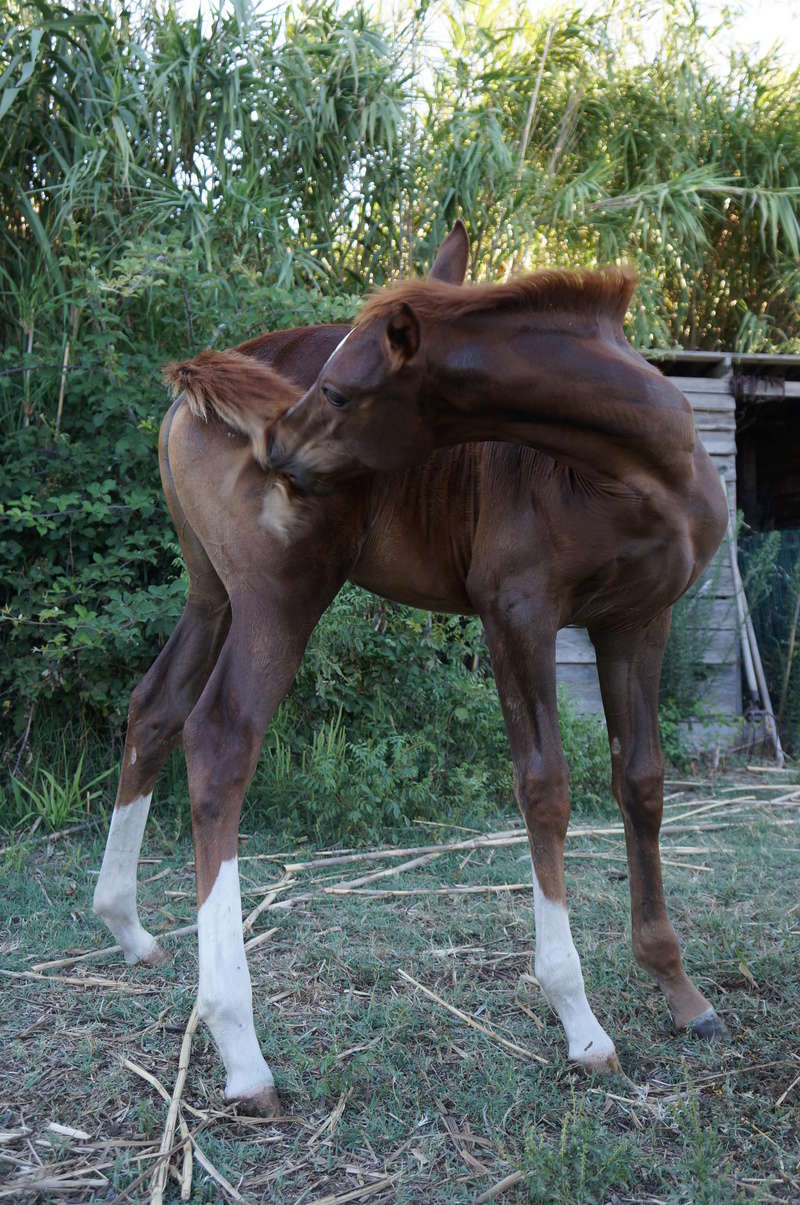 2016 - Giga Ouate, par Cyrano C et All Caline Dsc00016