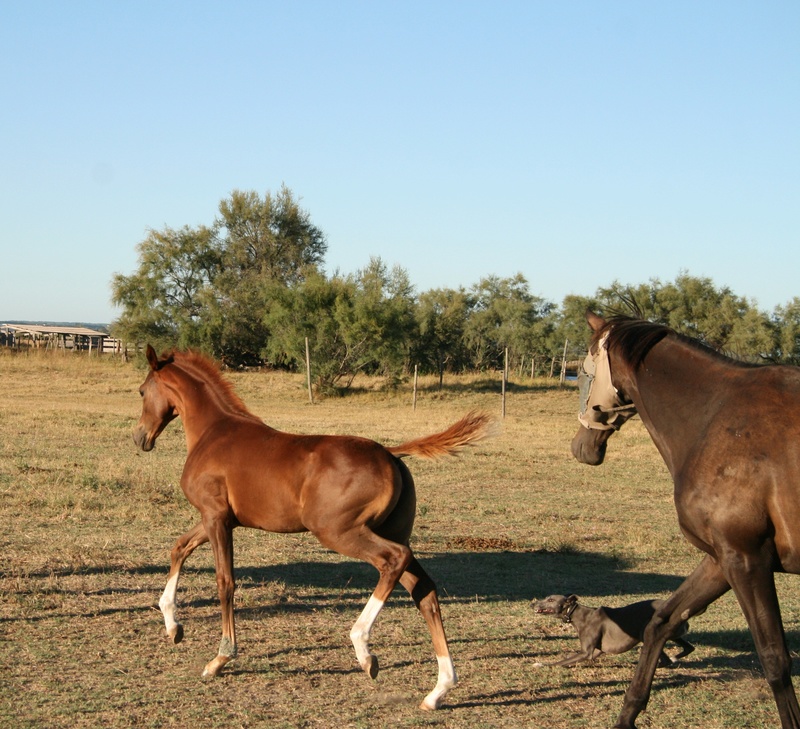 2016 - Giga Ouate, par Cyrano C et All Caline Giga_o20