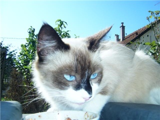 jeune chatte yeux bleu 1an Getatt12