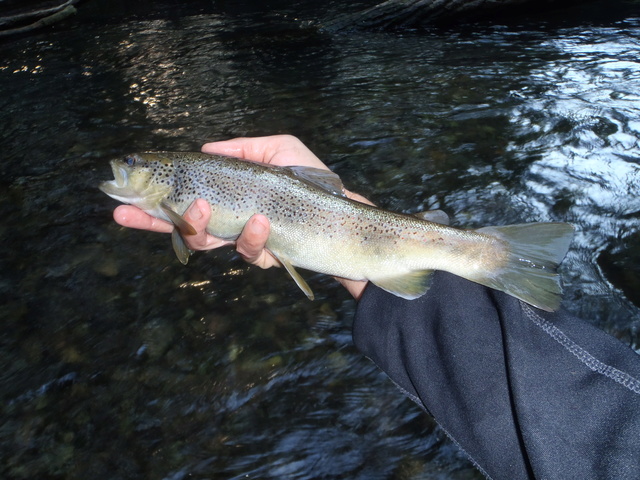 Rivière a l'étiage en cette fin août  P8280019