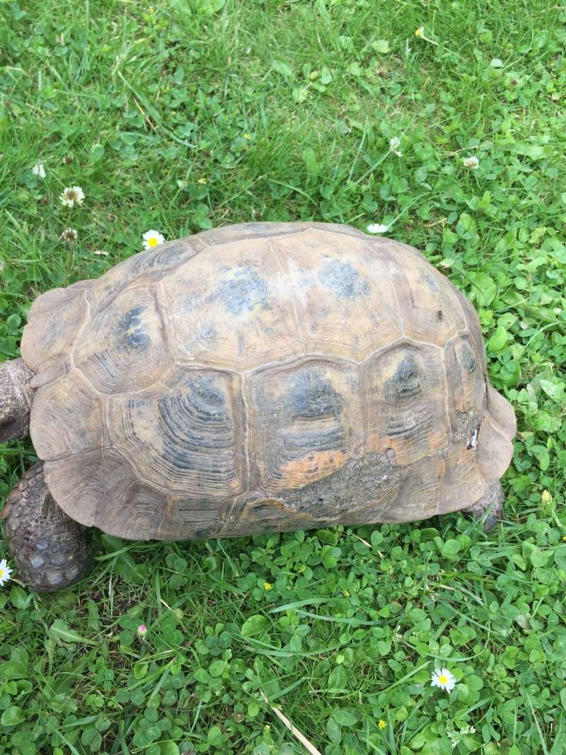 Tortue trouvée 22410