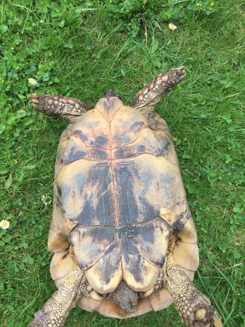 Tortue trouvée 22610