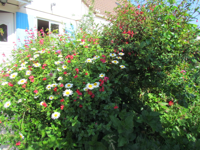mon jardinet Normand en 2016  Jard2024