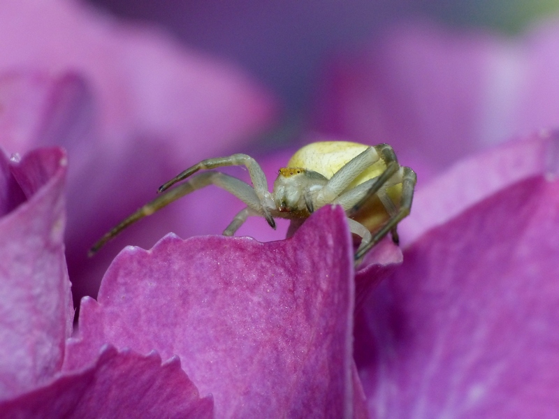 Dans mon jardin... Araignée-crabe 02_07_11